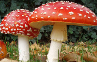 Alla ricerca del fungo siciliano